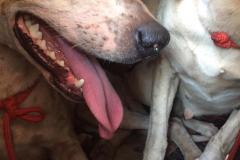 BPAmb-FV apreende diversas armas de fogo e resgata cães ao prender cinco homens em Cruzeiro do Oeste (PR) 