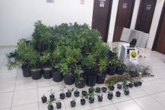 Na capital do estado, 243 pés de maconha são apreendidos por policiais militares do 20º Batalhão