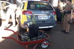 35 pés de maconha são apreendidas pela PM em Campo Mourão, no Centro Oeste do estado