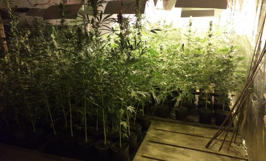 Mais de mil pés de maconha são apreendidos pela PM em Tijucas do Sul na RMC