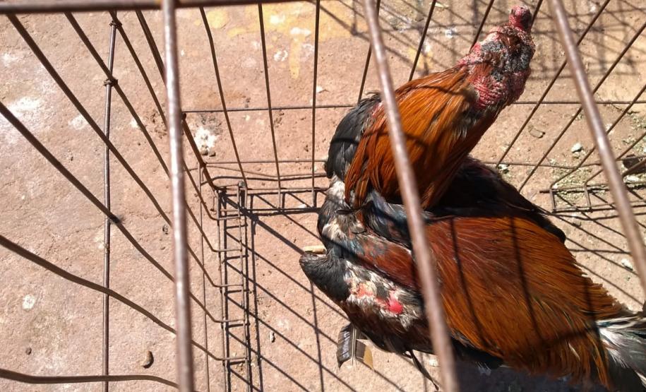 Operação Rinha de Galo: Polícia Ambiental resgata aves maltratadas e rapaz é advertido com multa que ultrapassa R$ 20 mil