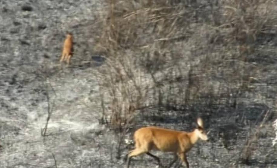 Helicópteros do BPMOA prestam apoio no combate ao incêndio do Parque Nacional de Ilha Grande, no Oeste do Paraná