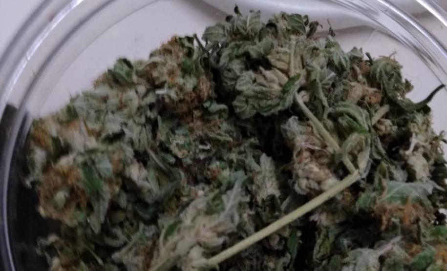 Movimentação constante em chácara gera denúncia e rapaz é preso em casa com mais de 700 pés de maconha em Tijucas do Sul (RMC)