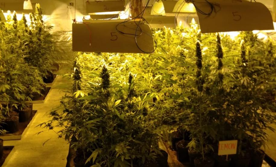 Movimentação constante em chácara gera denúncia e rapaz é preso em casa com mais de 700 pés de maconha em Tijucas do Sul (RMC)