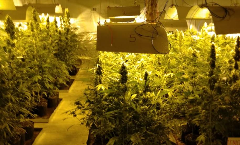 Movimentação constante em chácara gera denúncia e rapaz é preso em casa com mais de 700 pés de maconha em Tijucas do Sul (RMC)