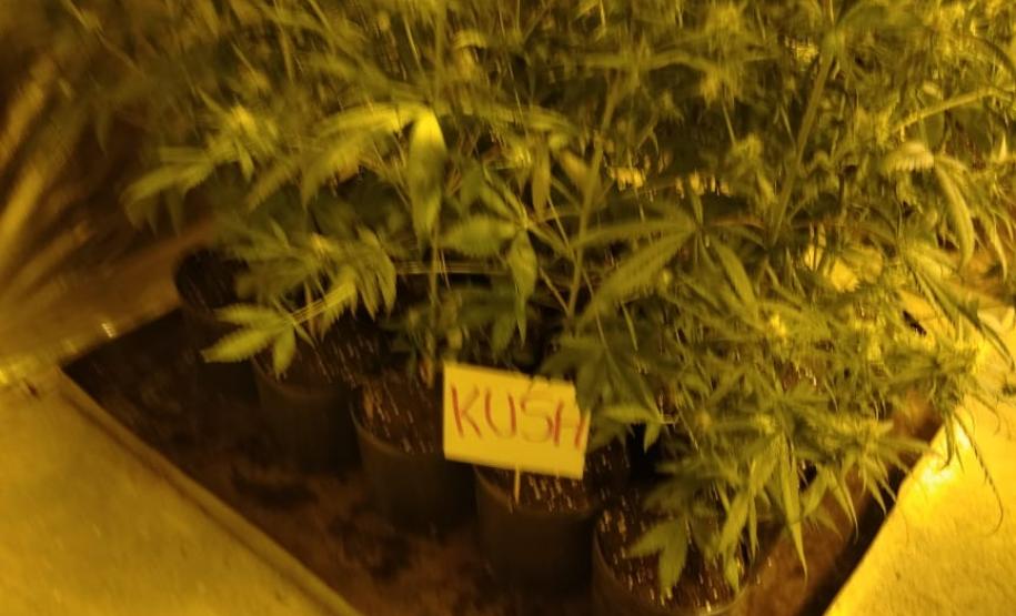 Movimentação constante em chácara gera denúncia e rapaz é preso em casa com mais de 700 pés de maconha em Tijucas do Sul (RMC)