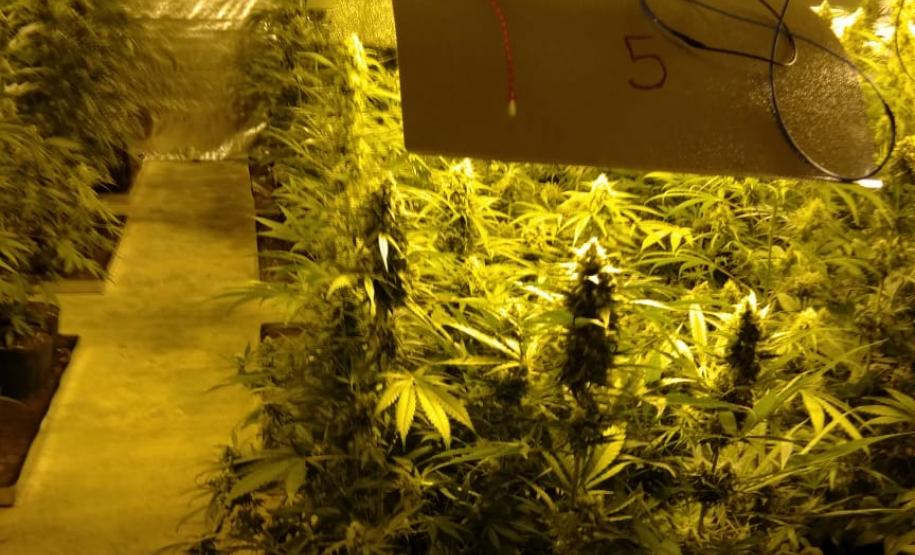 Movimentação constante em chácara gera denúncia e rapaz é preso em casa com mais de 700 pés de maconha em Tijucas do Sul (RMC)