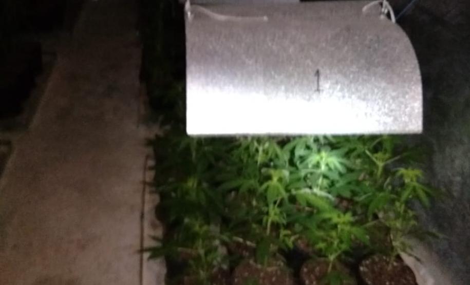 Movimentação constante em chácara gera denúncia e rapaz é preso em casa com mais de 700 pés de maconha em Tijucas do Sul (RMC)
