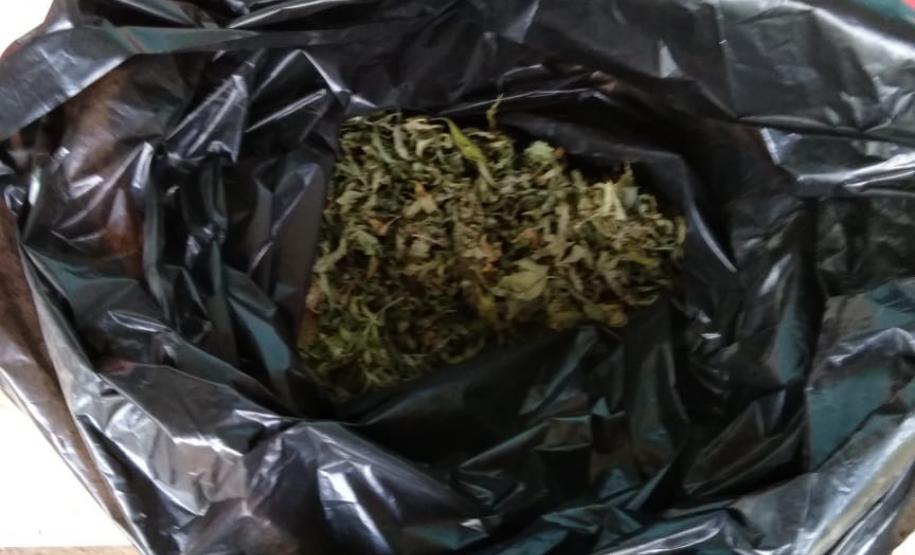 Movimentação constante em chácara gera denúncia e rapaz é preso em casa com mais de 700 pés de maconha em Tijucas do Sul (RMC)