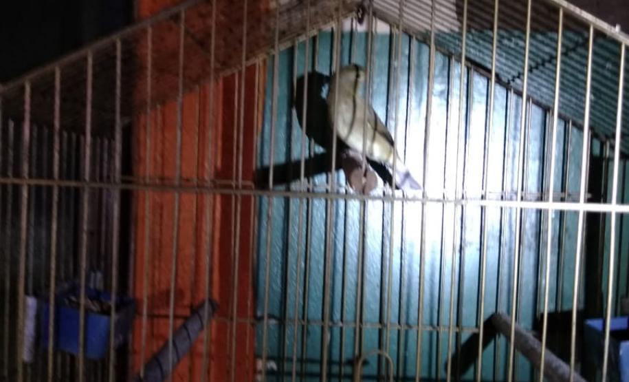 Movimentação constante em chácara gera denúncia e rapaz é preso em casa com mais de 700 pés de maconha em Tijucas do Sul (RMC)