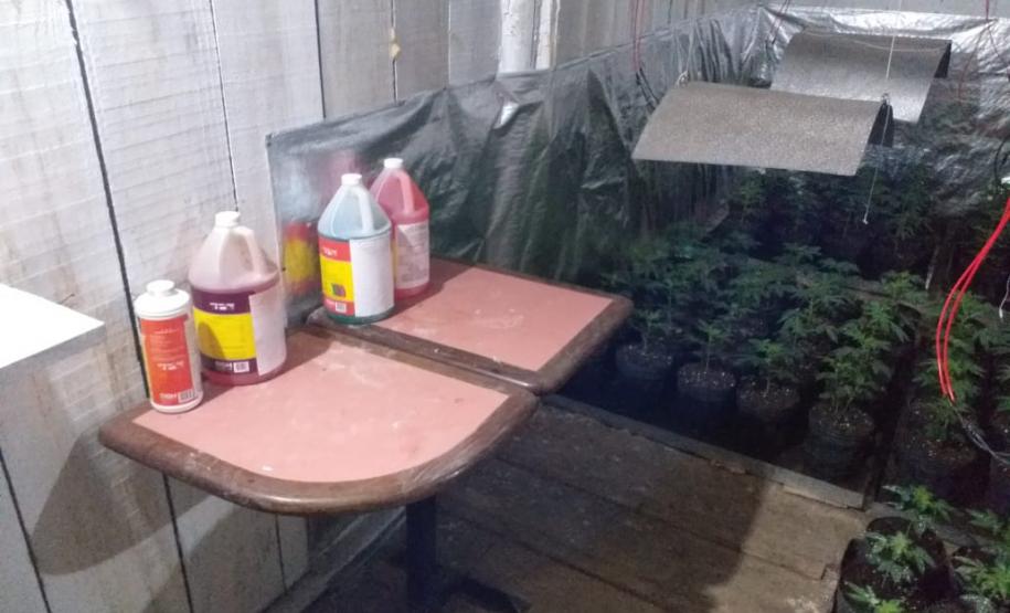 Mais de mil pés de maconha são apreendidos pela PM em Tijucas do Sul na RMC