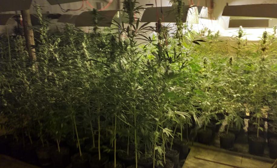 Mais de mil pés de maconha são apreendidos pela PM em Tijucas do Sul na RMC