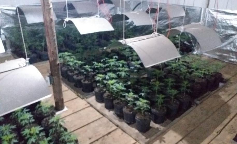 Mais de mil pés de maconha são apreendidos pela PM em Tijucas do Sul na RMC
