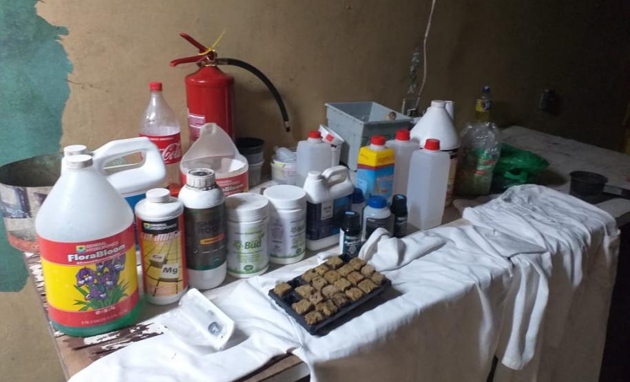 Mais de mil pés de maconha são apreendidos pela PM em Tijucas do Sul na RMC