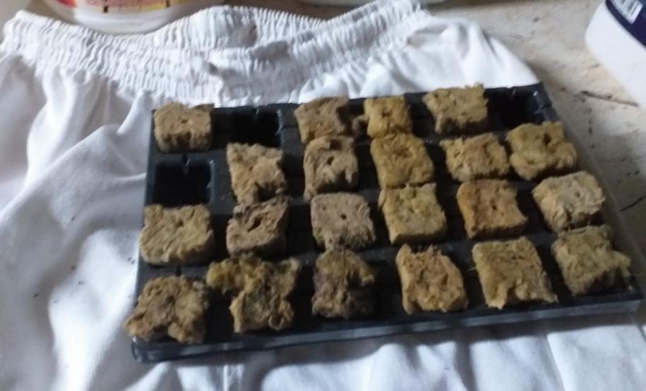 Mais de mil pés de maconha são apreendidos pela PM em Tijucas do Sul na RMC