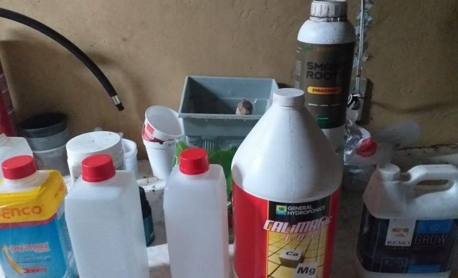 Mais de mil pés de maconha são apreendidos pela PM em Tijucas do Sul na RMC