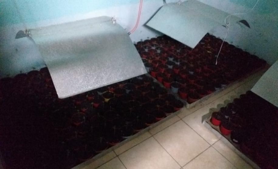 Mais de mil pés de maconha são apreendidos pela PM em Tijucas do Sul na RMC