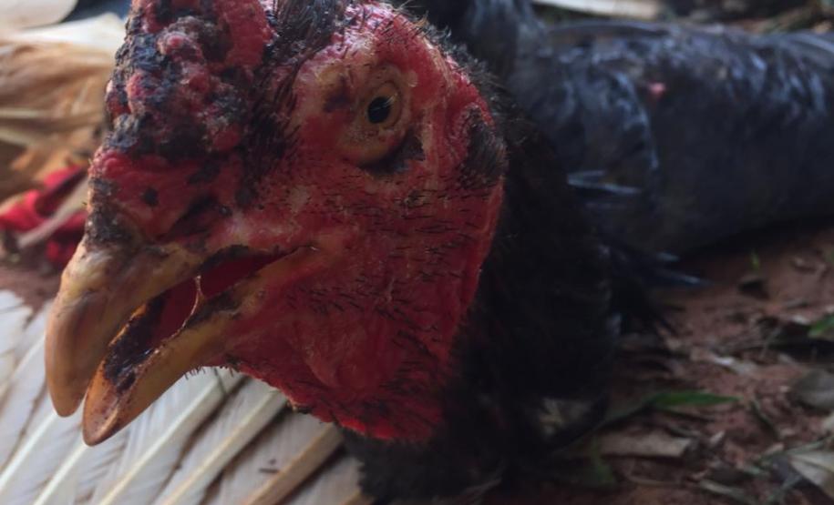 Galos que sofriam de maus tratos são resgatados pela PM em Paranavaí (PR), no Noroeste do estado