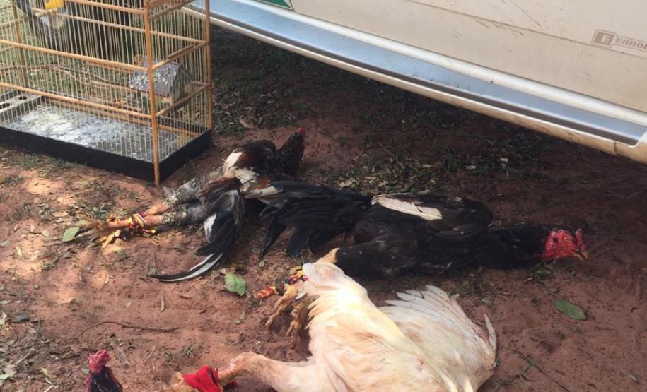Galos que sofriam de maus tratos são resgatados pela PM em Paranavaí (PR), no Noroeste do estado