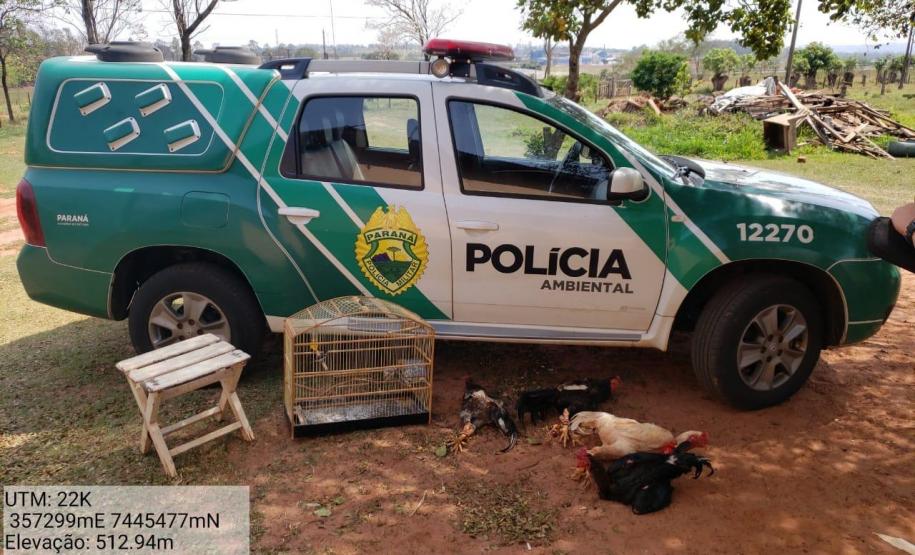 Galos que sofriam de maus tratos são resgatados pela PM em Paranavaí (PR), no Noroeste do estado