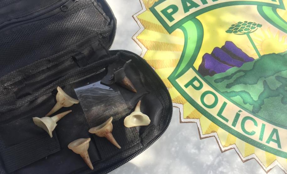 Galos que sofriam de maus tratos são resgatados pela PM em Paranavaí (PR), no Noroeste do estado