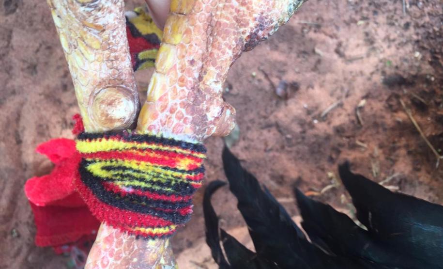Galos que sofriam de maus tratos são resgatados pela PM em Paranavaí (PR), no Noroeste do estado