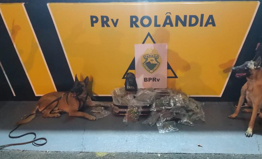 Com apoio do cão de faro Hórus, BPRv prende rapaz e apreende mais de 7,5 quilos de maconha em Rolândia (PR)