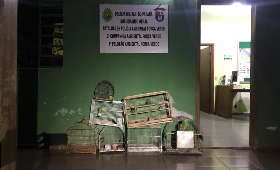 Durante Operação Ezer II, Polícia Ambiental apreende nove pássaros silvestres