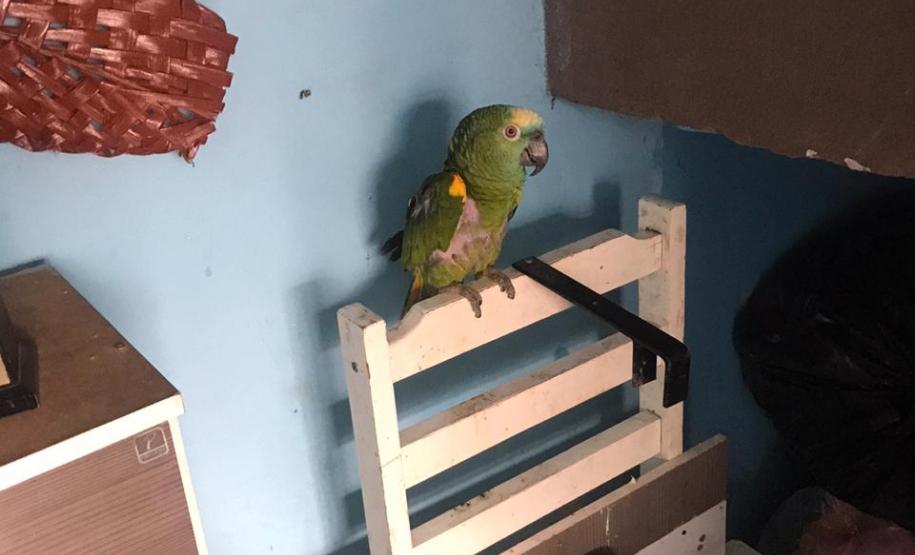 Durante Operação Ezer II, Polícia Ambiental apreende nove pássaros silvestres