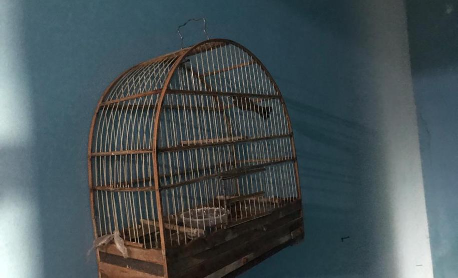 Durante Operação Ezer II, Polícia Ambiental apreende nove pássaros silvestres