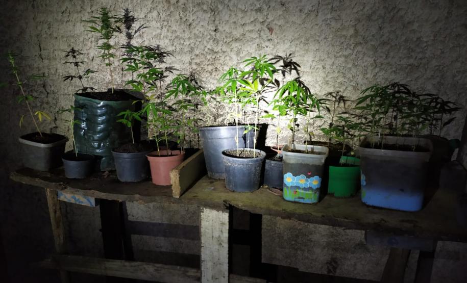 Operação do projeto Em Frente Brasil resulta em três presos e mais de 50 pés de maconha apreendidos