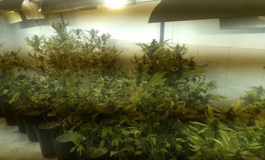 BOPE apreende mais de 1,2 mil pés de maconha nos bairros Barreirinha e Portão, em Curitiba