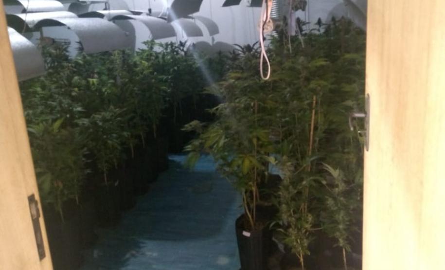 BOPE apreende mais de 1,2 mil pés de maconha nos bairros Barreirinha e Portão, em Curitiba