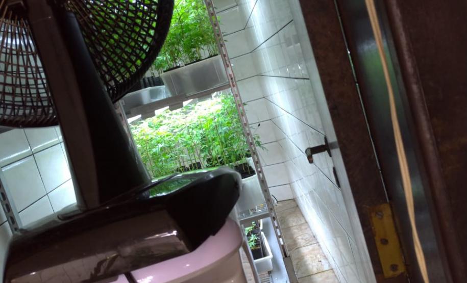 BOPE apreende mais de 1,2 mil pés de maconha nos bairros Barreirinha e Portão, em Curitiba