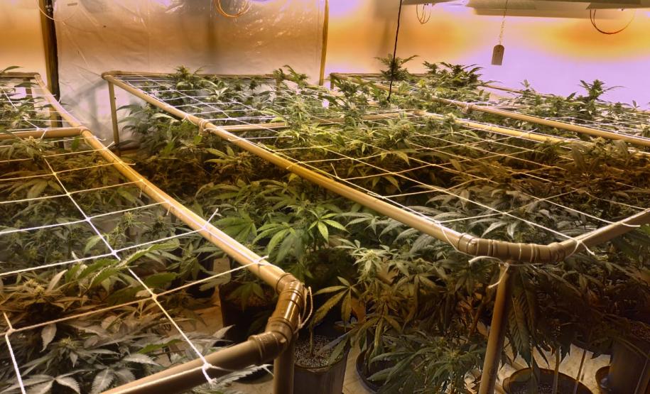 BOPE apreende mais de 1,2 mil pés de maconha nos bairros Barreirinha e Portão, em Curitiba