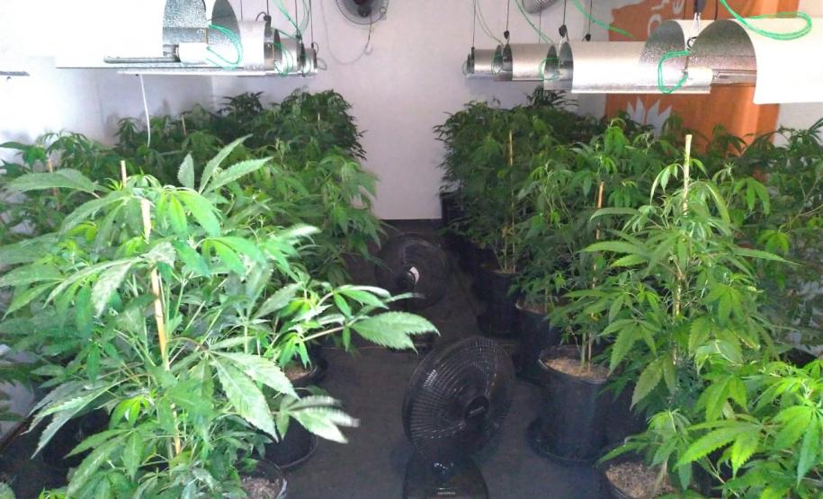 BOPE apreende mais de 1,2 mil pés de maconha nos bairros Barreirinha e Portão, em Curitiba