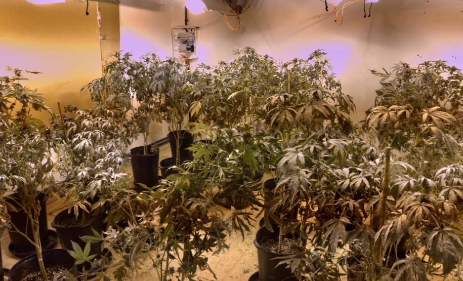 BOPE apreende mais de 1,2 mil pés de maconha nos bairros Barreirinha e Portão, em Curitiba