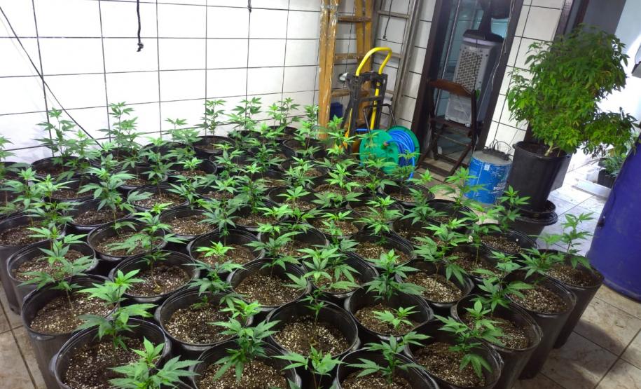 BOPE apreende mais de 1,2 mil pés de maconha nos bairros Barreirinha e Portão, em Curitiba