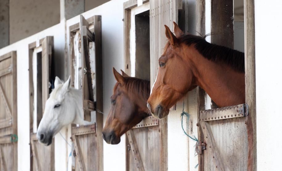 Equoterapia ofertada pela PM já beneficiou 5 mil pessoas
