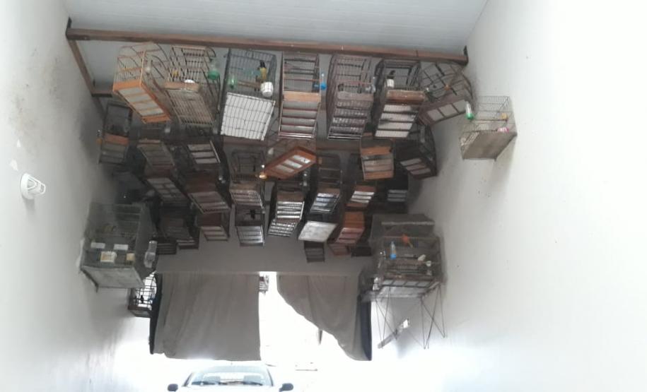 BPAmb-FV apreende mais de 130 aves silvestres após denúncia anônima no Oeste do estado