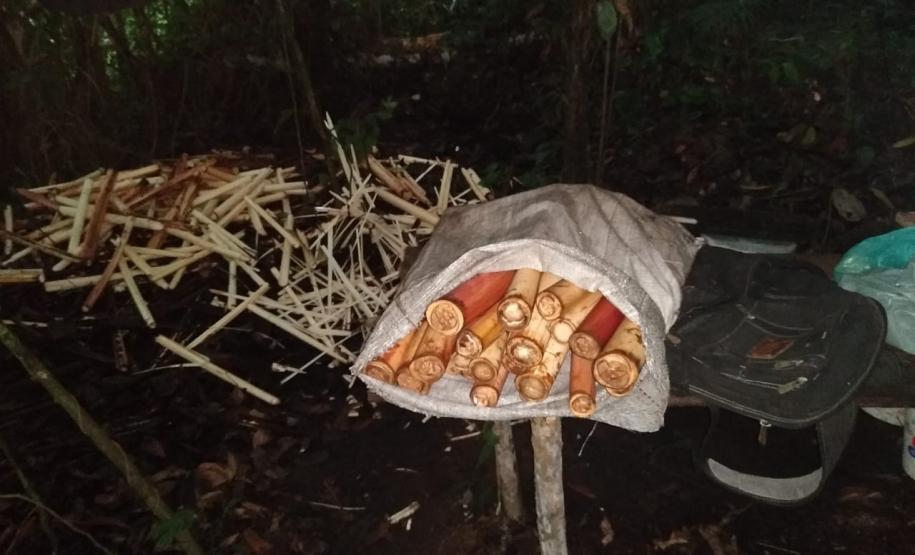 Polícia Ambiental descobre fábrica ilegal de palmito dentro de matagal em Morretes (PR), no Litoral do estado