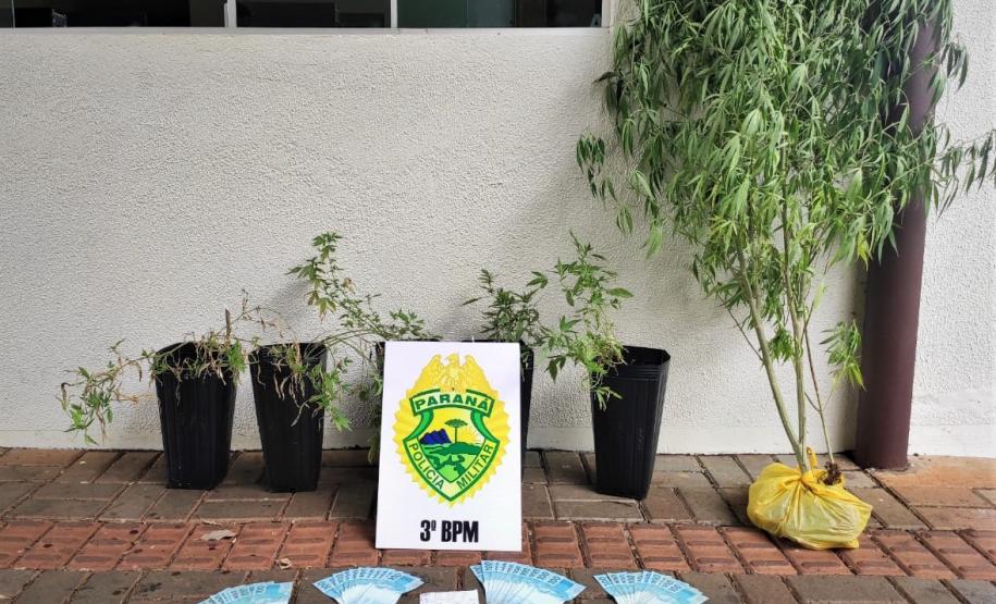 PM prende seis pés de maconha, 50 munições e porções de cocaína em Pato Branco, região Sudoeste do estado