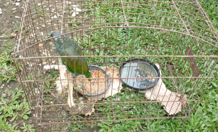 Polícia Ambiental prende homem e apreende ave silvestre e espingardas em Antonina (PR)