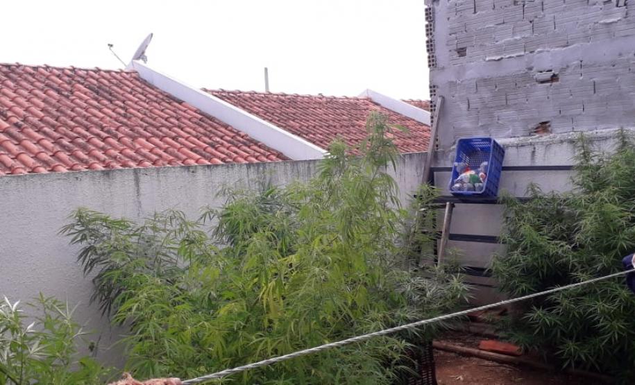 Seis pés de maconha são apreendidos pela PM em Fazenda Rio Grande (PR) após denúncia anônima