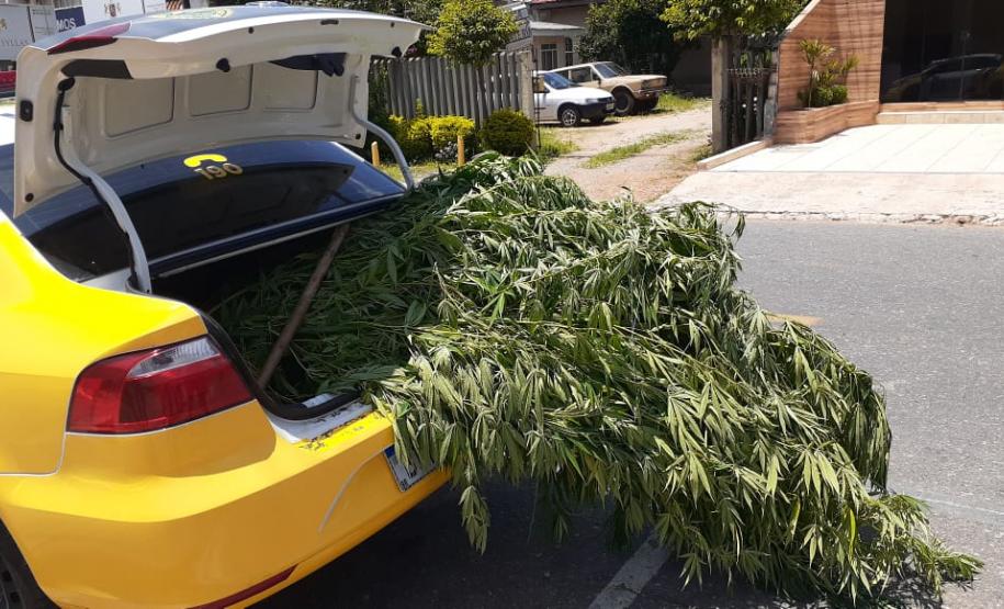 Seis pés de maconha são apreendidos pela PM em Fazenda Rio Grande (PR) após denúncia anônima