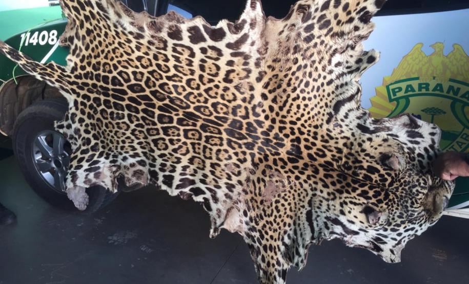 Polícia Ambiental apreende couro de uma Onça-Pintada e aplica multa de R$ 5 mil em Umuarama (PR)