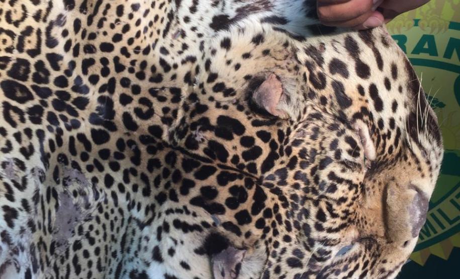Polícia Ambiental apreende couro de uma Onça-Pintada e aplica multa de R$ 5 mil em Umuarama (PR)