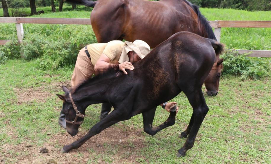 POLICIAIS COM CAVALOS