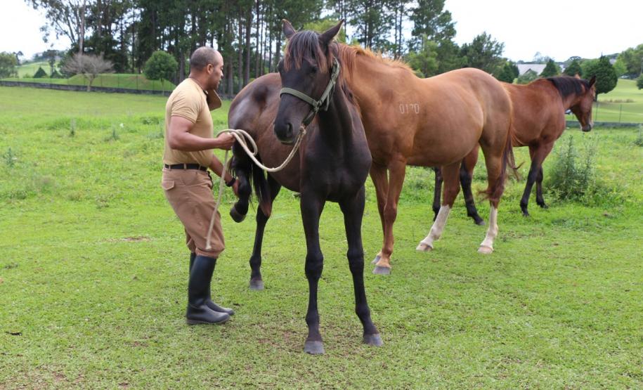 policial com cavalos