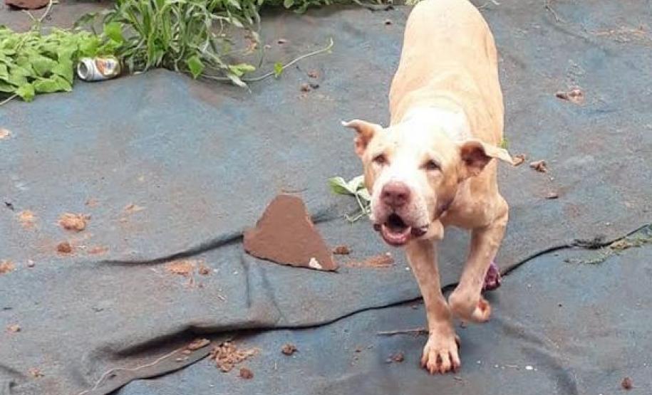 BPAmb-FV resgata dois cães abandonados em um terreno em Foz do Iguaçu, no Oeste do estado